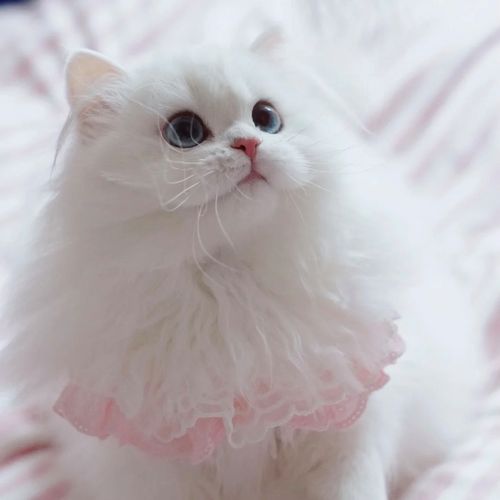 金吉拉可爱宠物长毛纯种活物猫咪可爱猫银点地猫猫咪