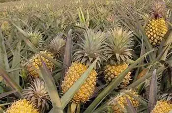很多人都认为菠萝是长在树上的,其实菠萝是草本植物,是长在地上.