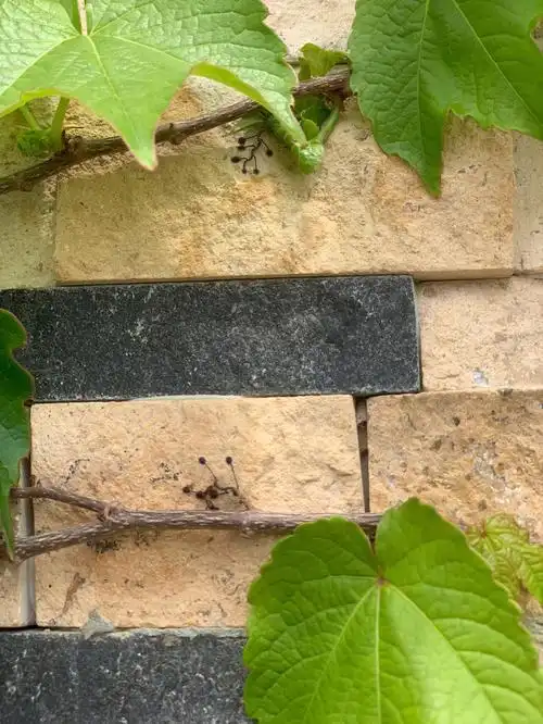 爬山虎真的有脚脚可以爬呀