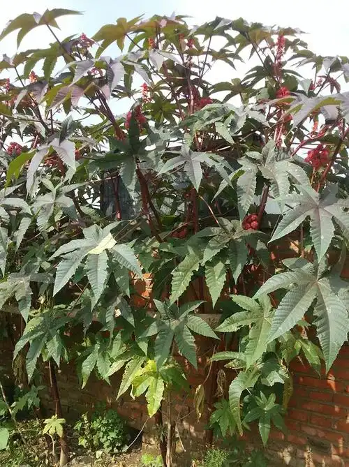 这是红蓖麻子,是一种做燃油的原料.