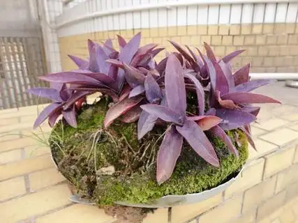 盆栽紫竹梅怎么养