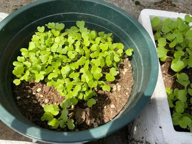 太阳花种子出苗是这个样子吗