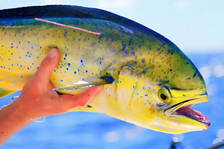凡学大师鲯鳅美是我最不值一提的优点