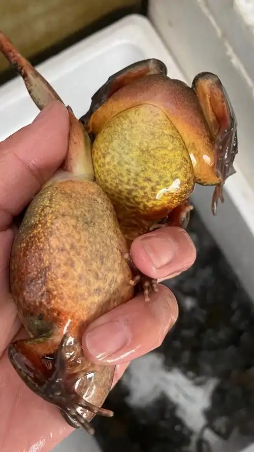 东北林蛙活体长白山雪蛤活蛤蟆满籽满油大母豹子10只一斤 - 爱购网