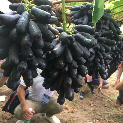 美人葡萄无籽天然菩提子长形水果非现摘金手指葡萄黑色冷藏发货