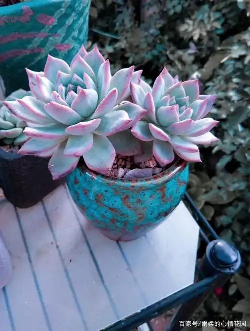 多肉的丑照与美照,你能想象会有多大的差别吗