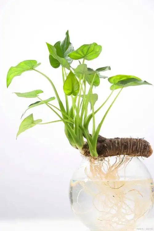 从羡慕到拥有:滴水观音养护全攻略,让你的家变得绿油油!