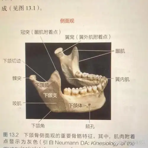 颞下颌的骨骼学及相关结构总结