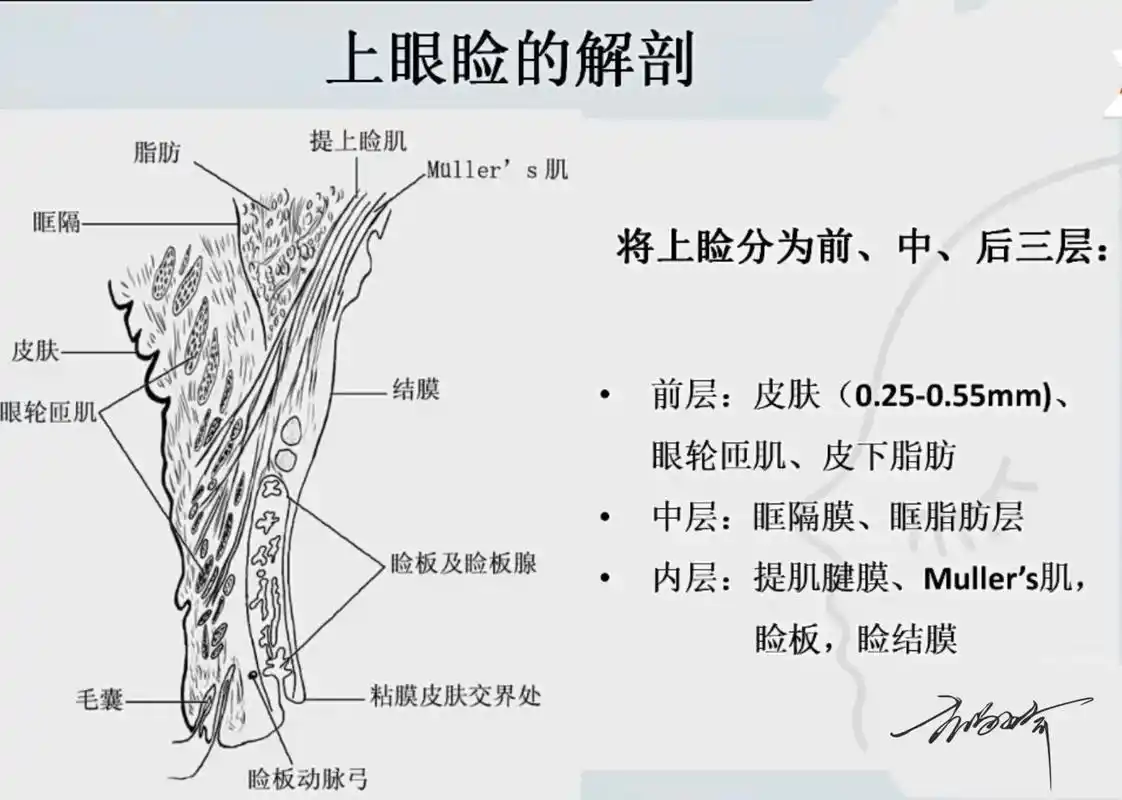 向前辈孔宇教授学眼部精细解剖 - 抖音