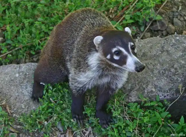 动物科普:白鼻长鼻浣熊