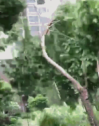 大岭山遇上台风山竹这风力也太强了吧