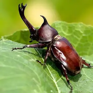 独角仙幼虫活虫成虫腐殖土玩具标本模型甲虫宠物饲养套装饲养盒4l