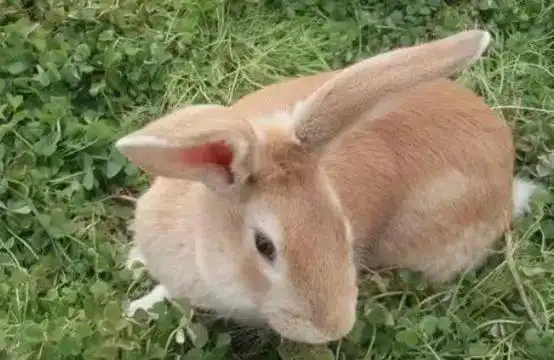 豫丰黄兔的喂养方法全在这了!