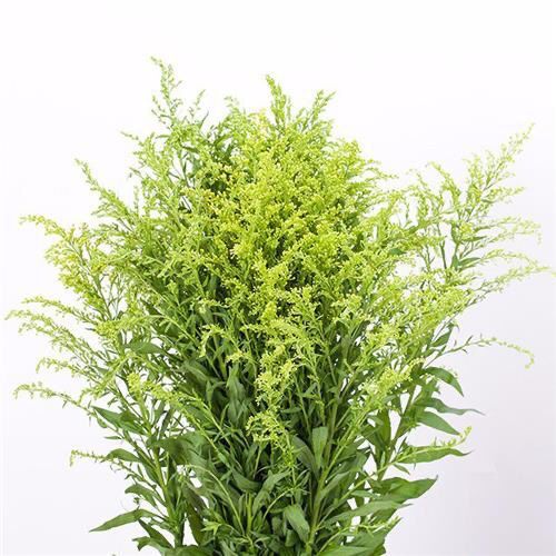 旧故里黄莺草鲜花云南鲜花基地直发黄莺配草配花玫瑰百合康乃馨黄莺20