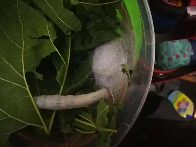 毛毛虫的美丽蜕变——金斑蝴蝶与蚕的成长记录