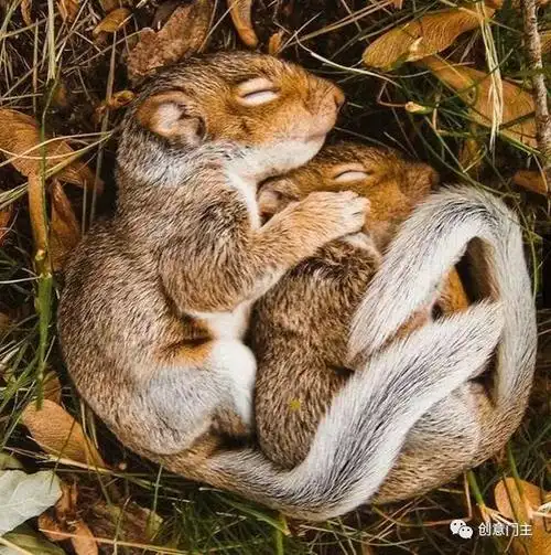 组图动物世界最可爱的睡觉姿势大熊猫的睡功实力碾压