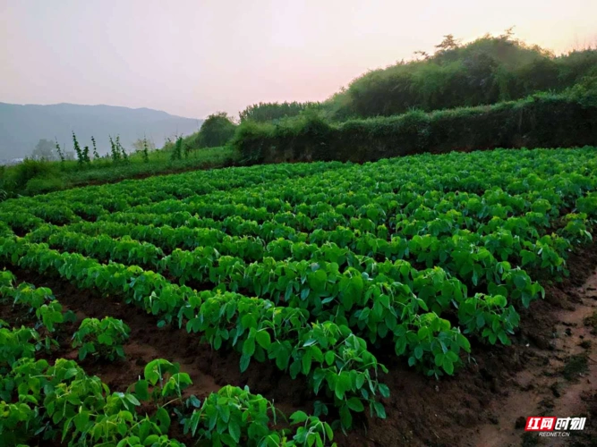 郁郁葱葱的黄豆苗.