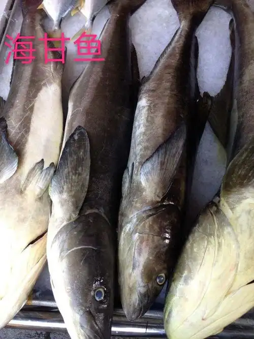 海甘鱼是养殖的(时价)