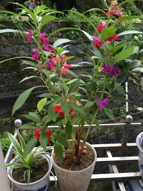 盆栽凤仙花的养殖方法「盆栽凤仙花的养殖方法和注意事项」