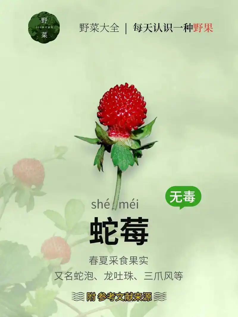 关注我每天认识一种野果:(蛇莓). - 抖音