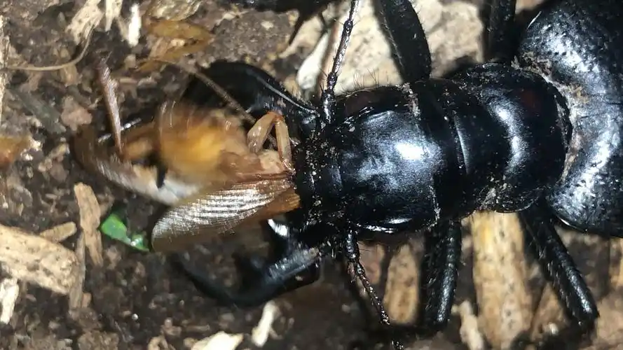 养了整整3年的大王虎甲哟西很有精神