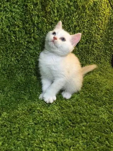 凯米尔色英短哥哥找麻麻