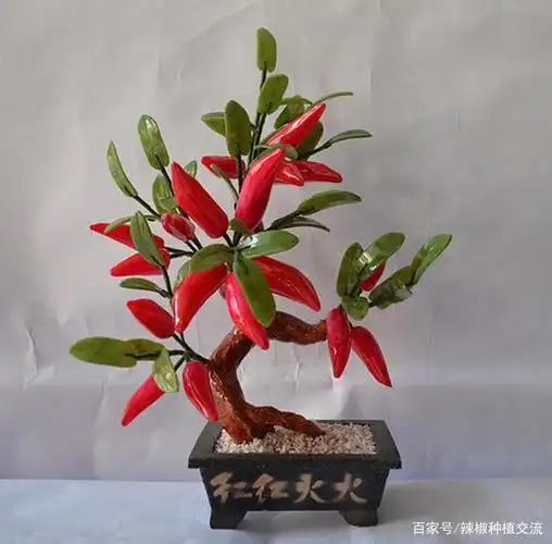 精选了60盆栽观赏辣椒请欣赏,如感觉好请转载点赞关注我