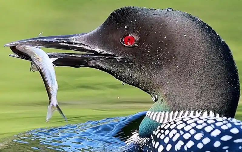恐怖电影里常用的鸟叫声——潜鸟叫声