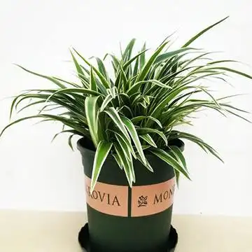 养殖的银边吊兰烂根怎么办