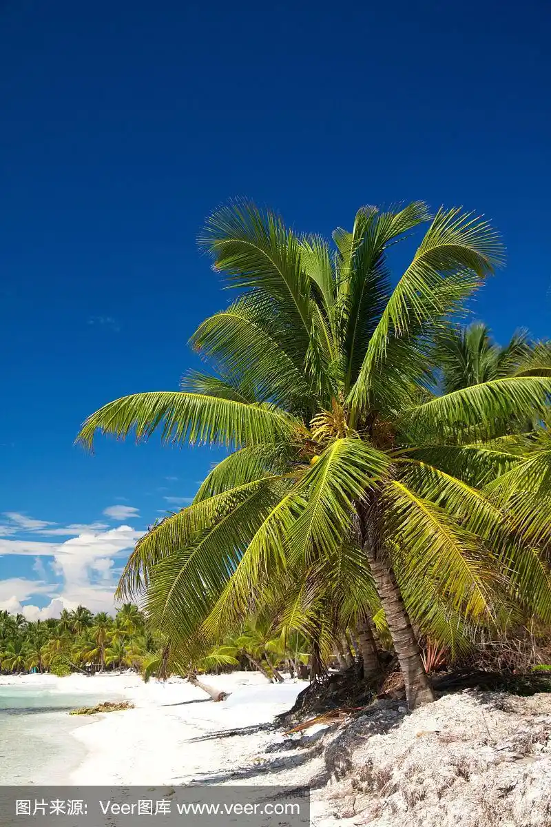 加勒比海棕榈
