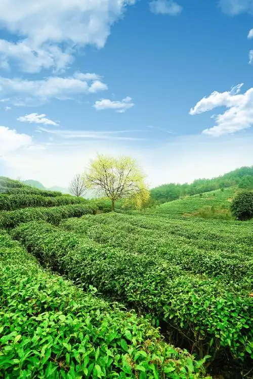 资助茶农父老,还可以带孩子来茶山参加农艺研学,让老人来茶园体验绿色