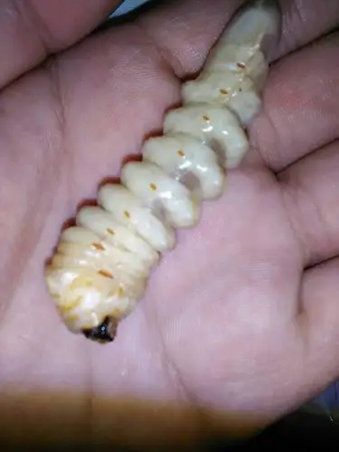 这是什么虫求解,在死树的树根里