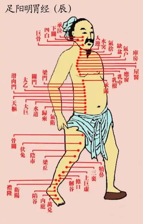 "胃经,起于鼻交額中",此处的"額"指的就是鼻窦处.