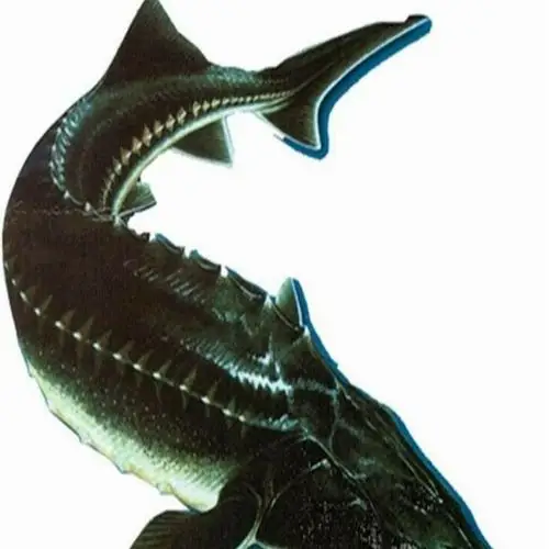 高柱信誉楼海鲜组为您推荐好商品___鲟鱼