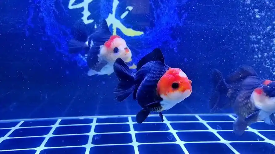 玛丽泰狮,这两年在国内大火!