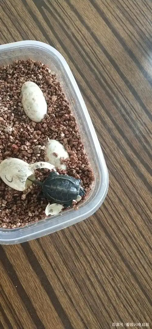 新手小白孵化草龟蛋