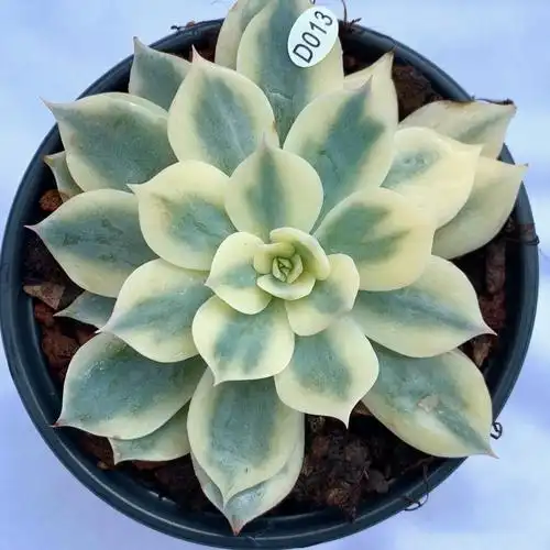 皮氏 锦多肉 真锦 精选一物一拍 云南露养 叶植庭多肉