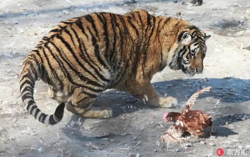 过年天天吃肉百兽之王胖成球哈尔滨东北虎林园老虎遭吐槽2