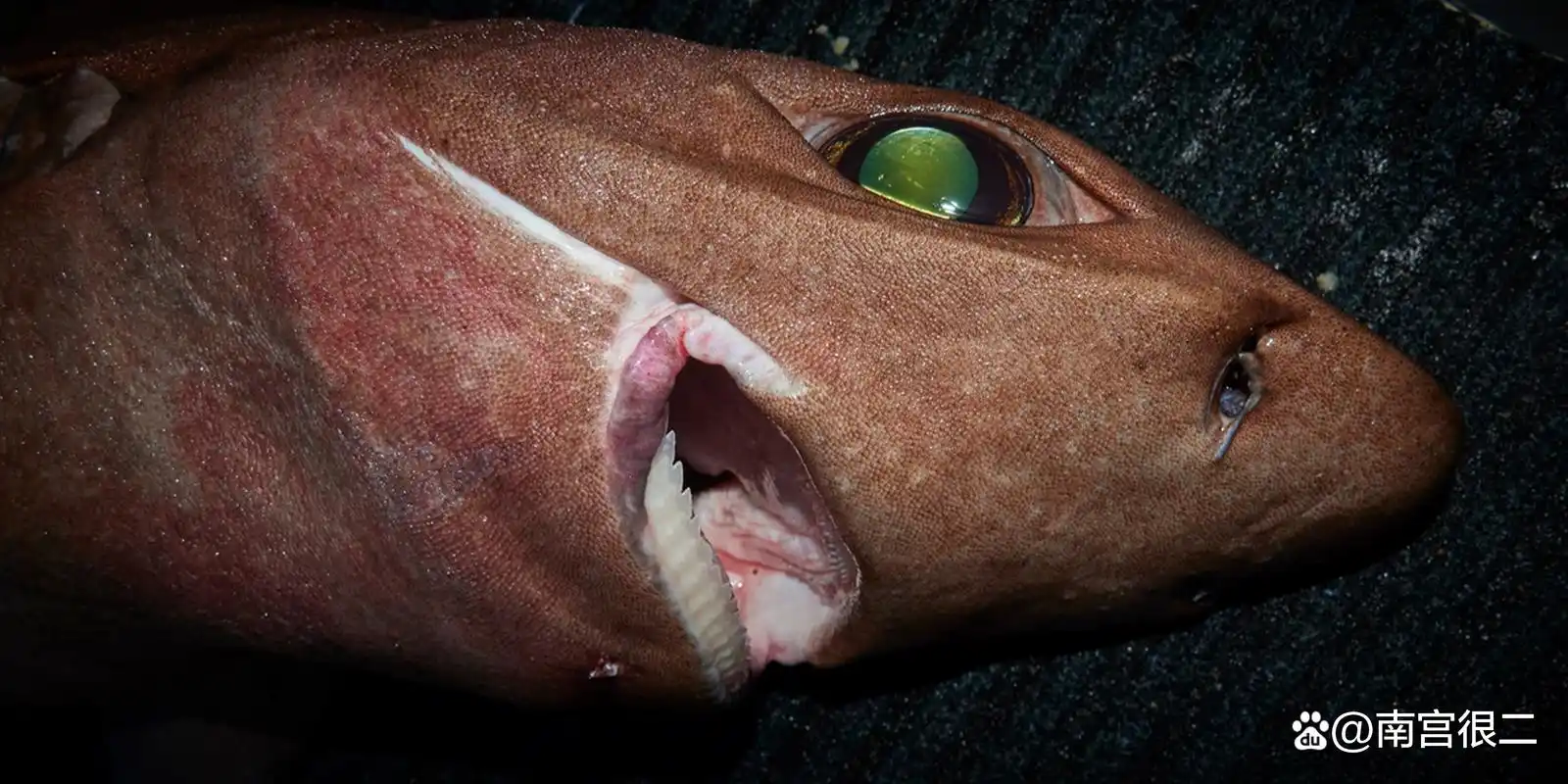全球分布却处于濒危的一种深水刺鲨——叶鳞刺鲨