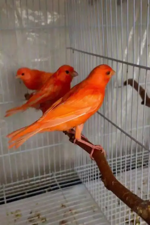 大红袍辣椒红玉鸟马赛克小丑小格黄玉活体 白黑眼 母【图片 价格 品牌