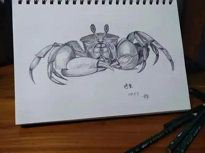 素描手绘河蟹