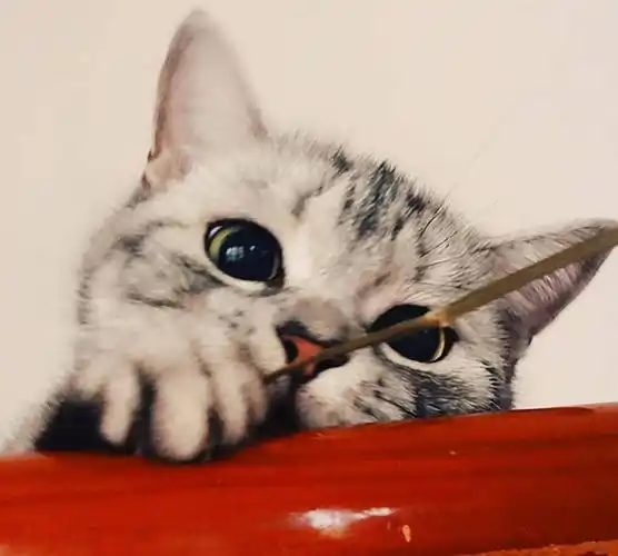 美短猫寿命一般多少年