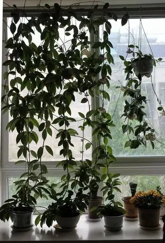 球兰花怎样搭架子好看(球兰花怎样搭架子好看又简单)