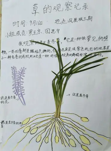 大自然的体验――观察小草