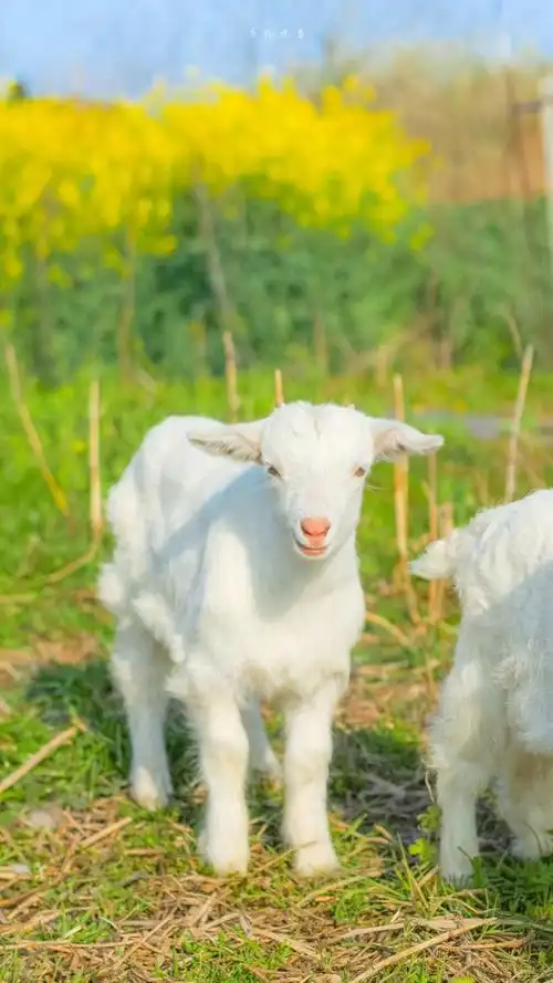 假期去动物园也是一种不错的选择,这三只粉嫩小绵羊可爱吗
