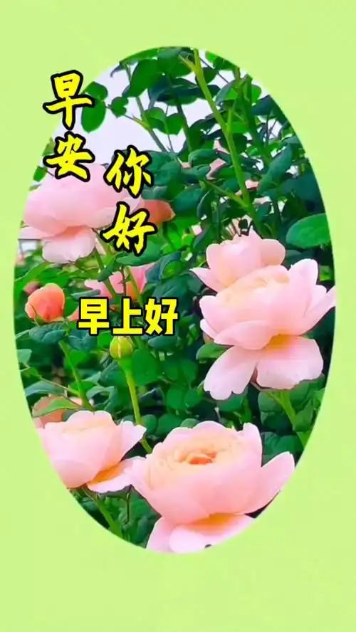 早安你好,愿你的心情如花美,生活如蜜甜