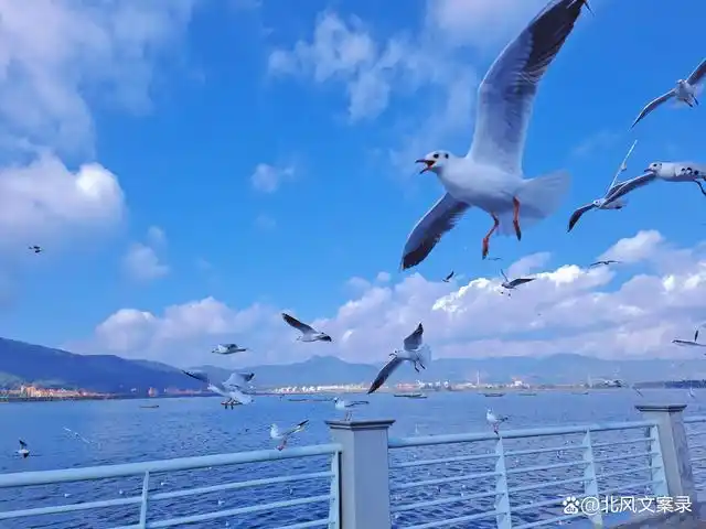 让你不一样的人与自然的和谐相处,治愈人心,海鸥不再眷恋大海 可以飞