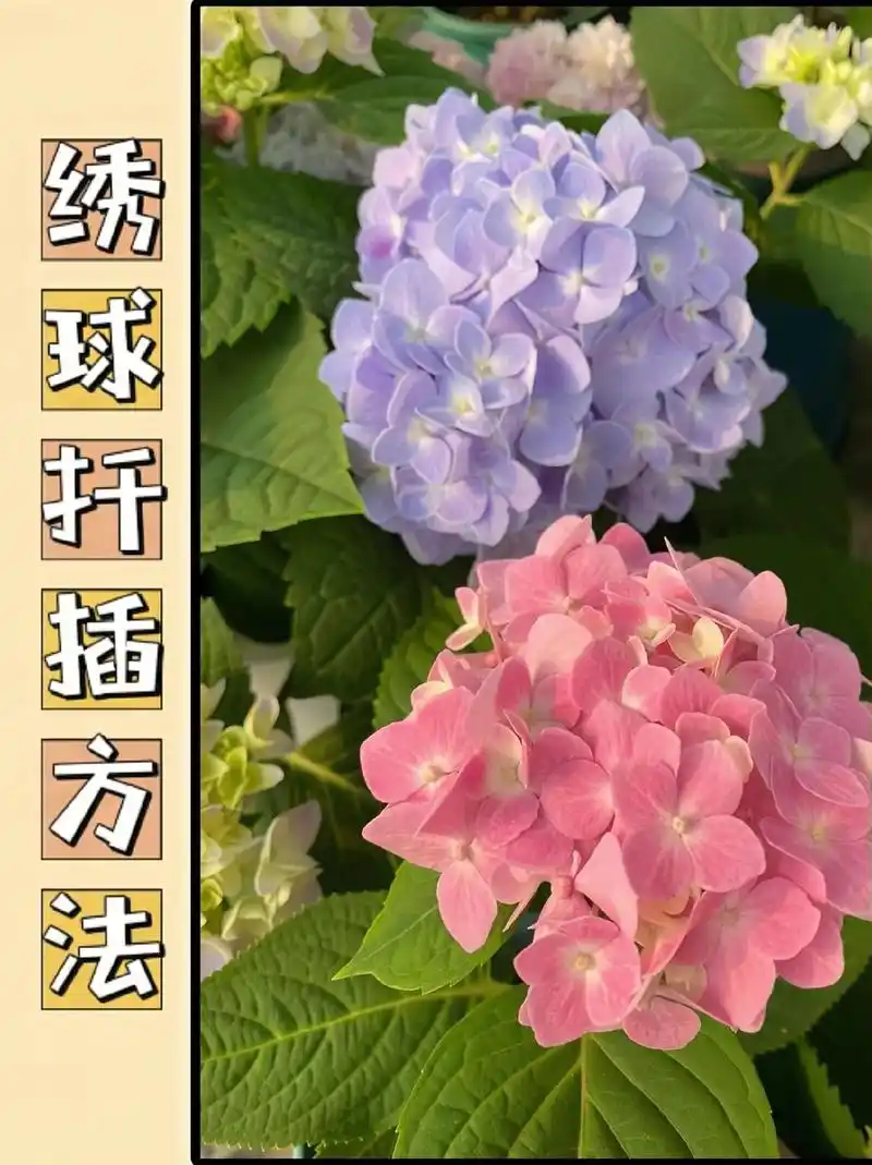 这两个季节的气候适宜,有利于插穗的生根和生长,以下是绣球花扦插的