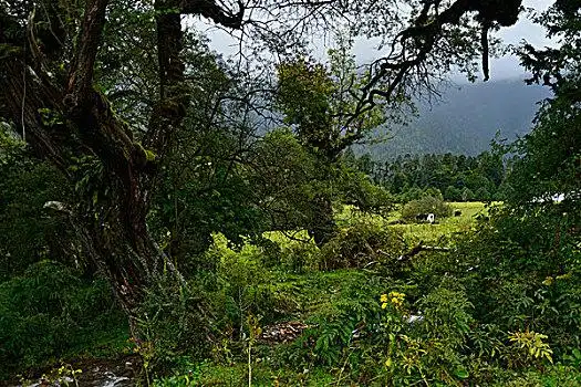 南伊沟原始森林风景