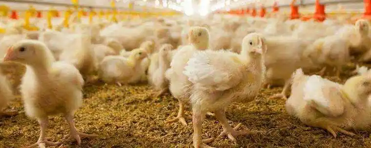 养白羽肉鸡一年多重白羽肉鸡40天出栏体重